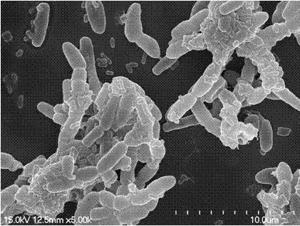 Treatment method of contaminated water body by promoting degrading bacteria to be fixedly planted at biological film