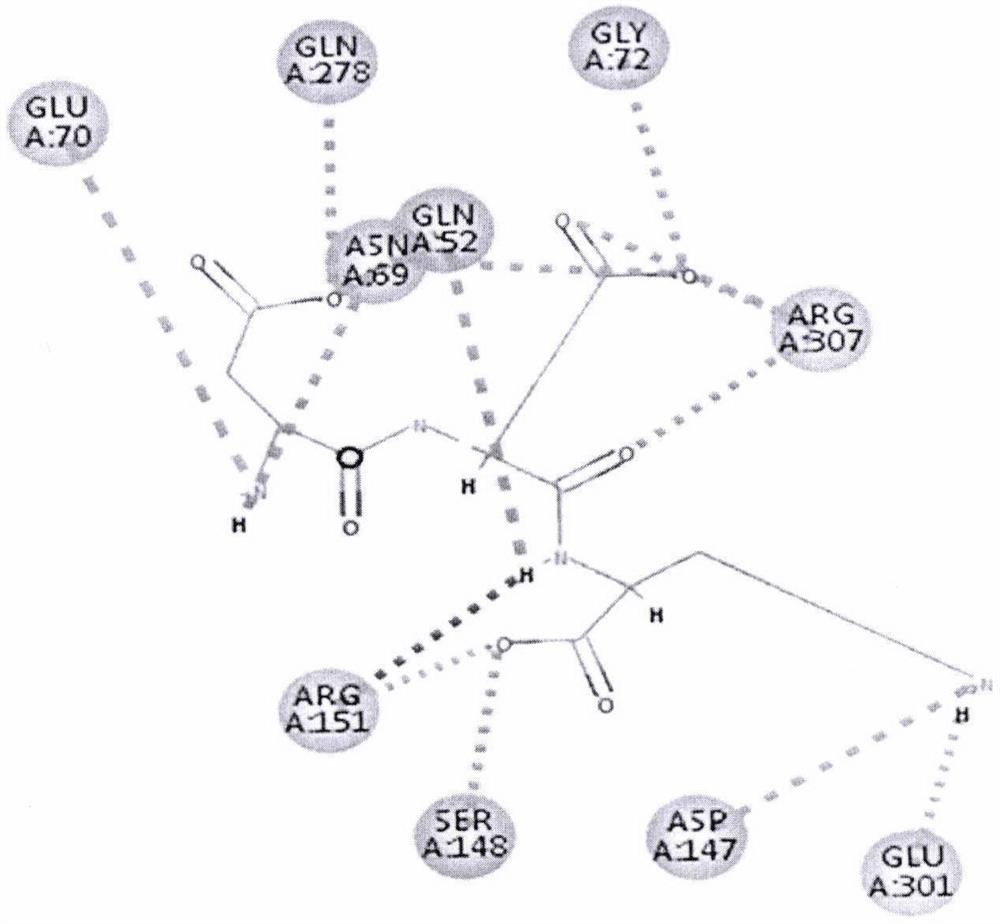 Umami peptide