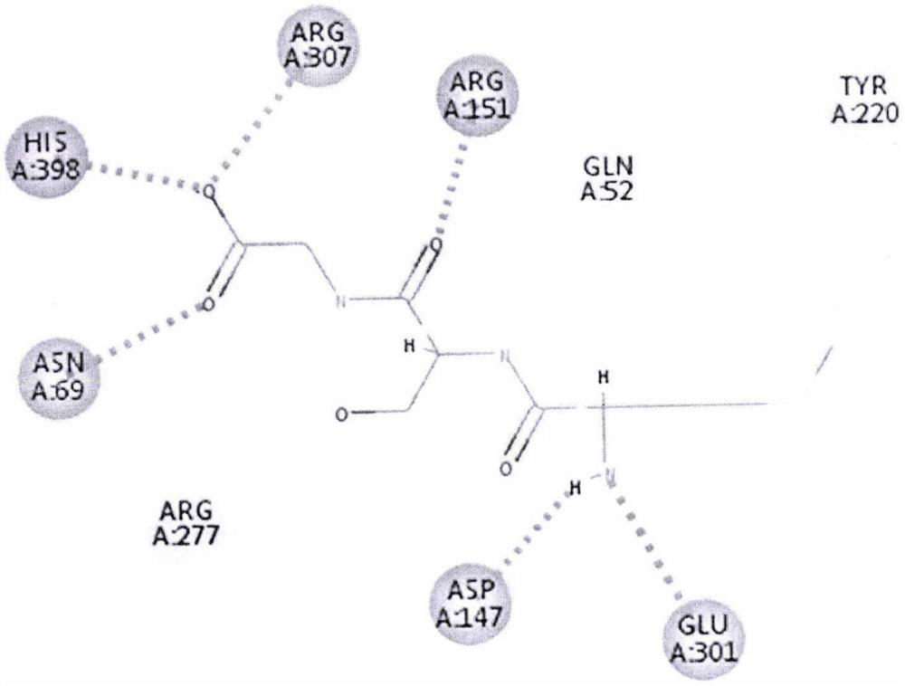 Umami peptide