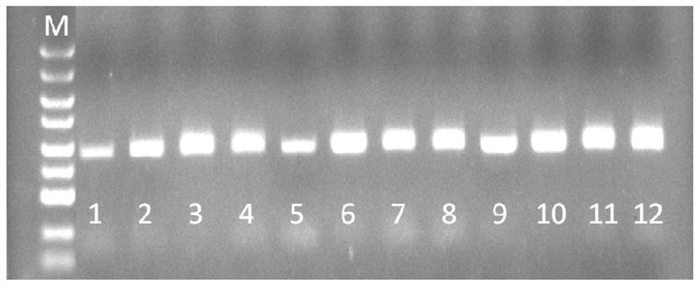 Mutant for improving Taq DNA polymerase tolerance and preparation method and application thereof