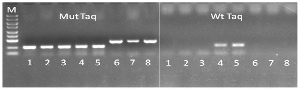 Mutant for improving Taq DNA polymerase tolerance and preparation method and application thereof