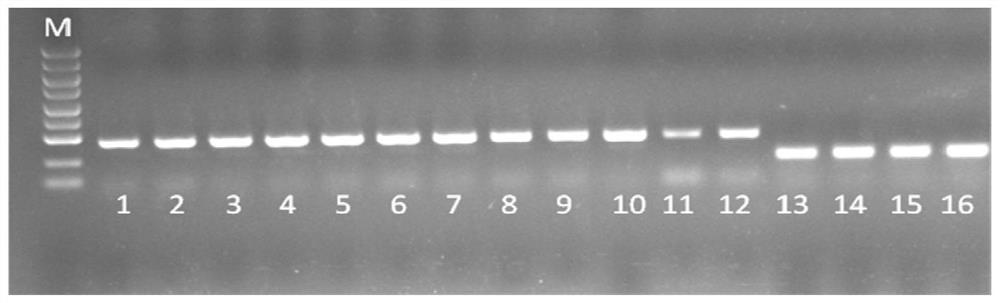 Mutant for improving Taq DNA polymerase tolerance and preparation method and application thereof