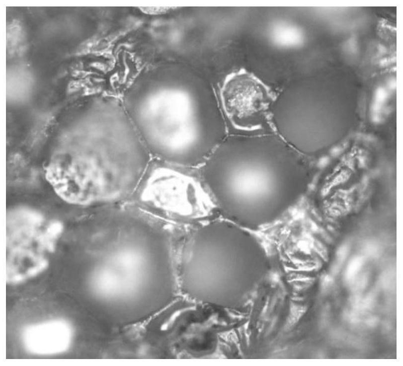 Biomass porous carbon material as well as preparation method and application thereof