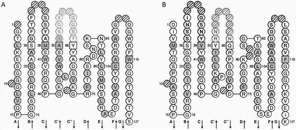 Single-chain antibody for targeting Reg3A