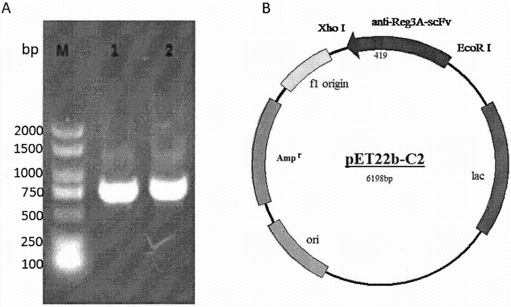 Single-chain antibody for targeting Reg3A