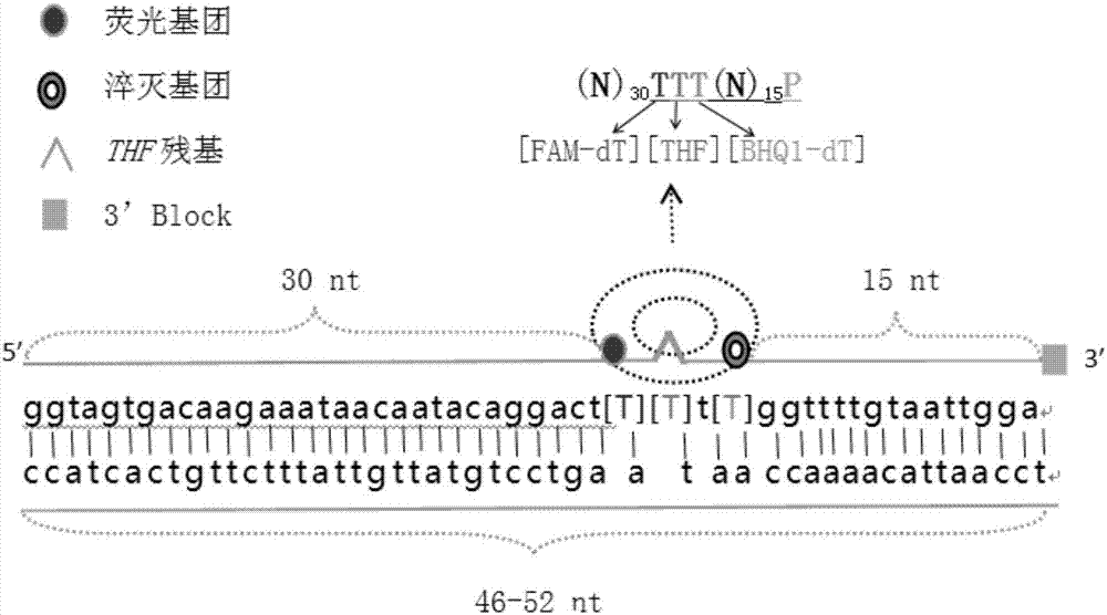 Nucleic acid combination, kit and method for detecting cryptosporidium oocysts