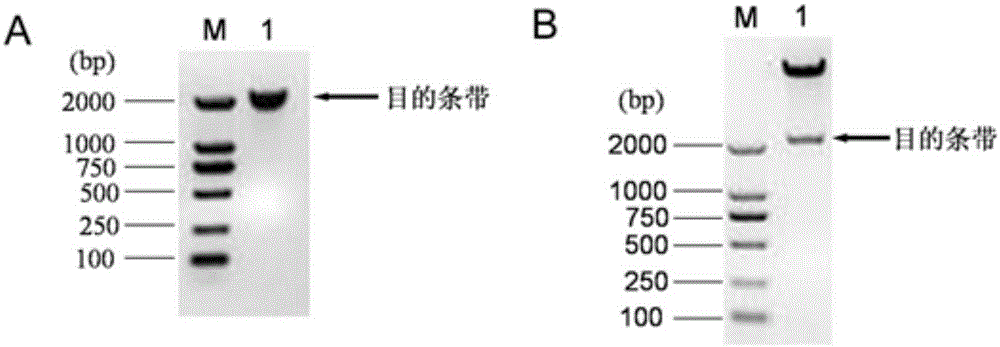 Seed capsule specific expression promoter and application thereof