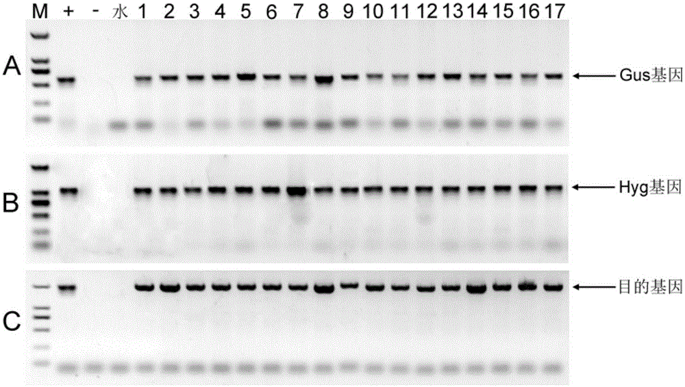 Seed capsule specific expression promoter and application thereof