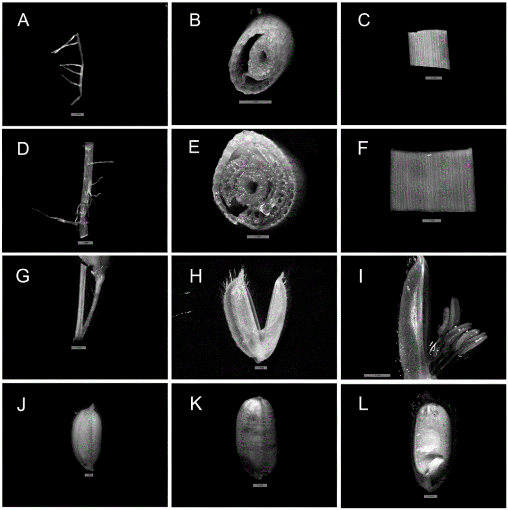 Seed capsule specific expression promoter and application thereof