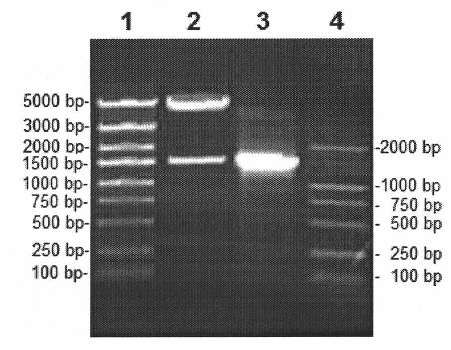 Reinforced mosaic gene recombinant bacillus calmette-guerin and preparation method thereof