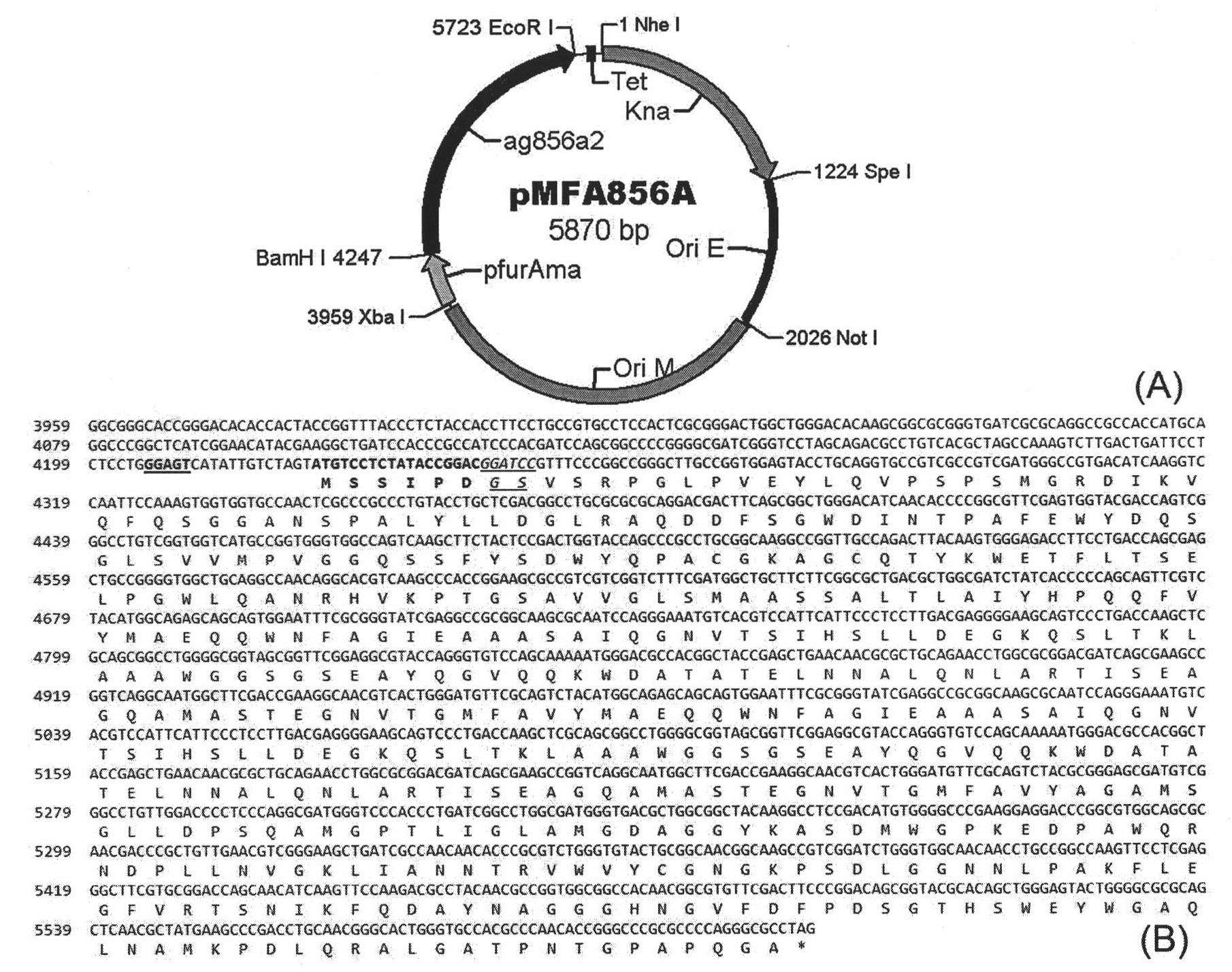 Reinforced mosaic gene recombinant bacillus calmette-guerin and preparation method thereof