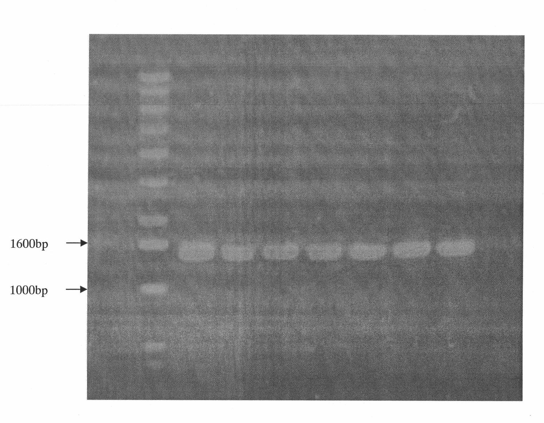 Fusion protein capable of synthetizing trehalose and application thereof in culture of dwarfed lawn grass