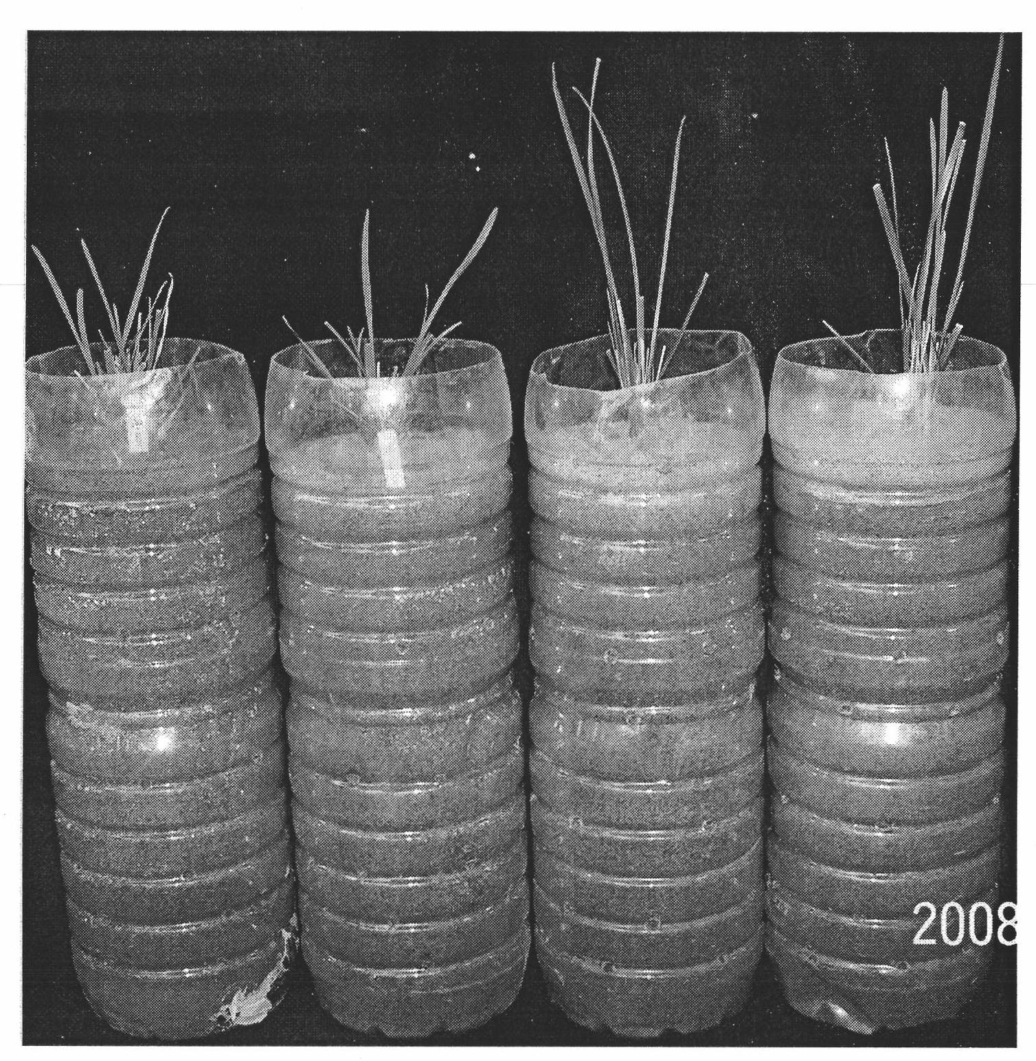 Fusion protein capable of synthetizing trehalose and application thereof in culture of dwarfed lawn grass