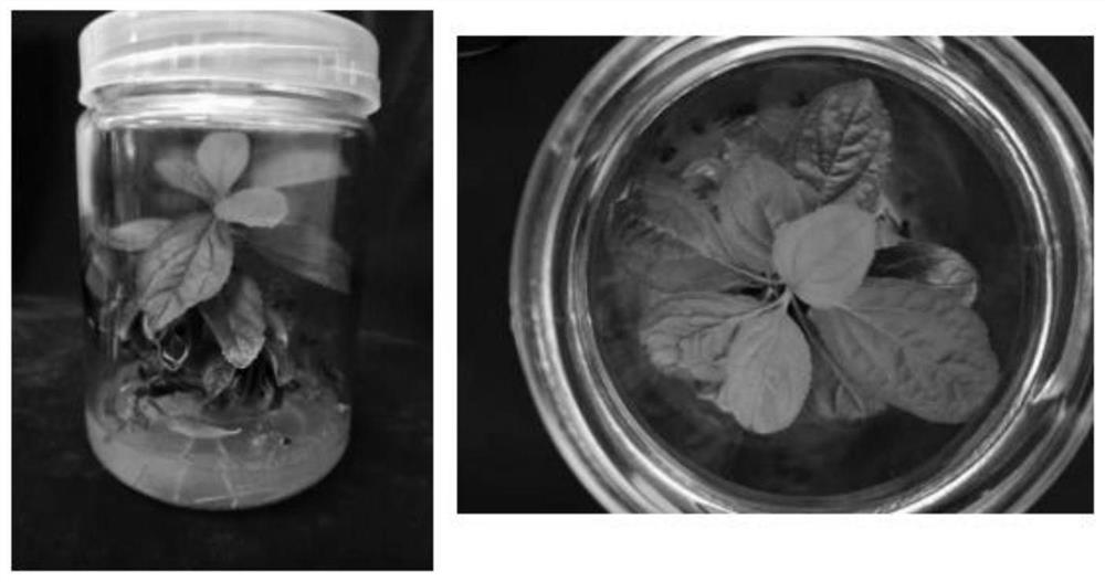 Rosaceae cerasus plant ex-vitro rooting method