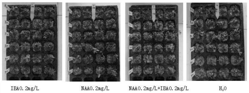 Rosaceae cerasus plant ex-vitro rooting method