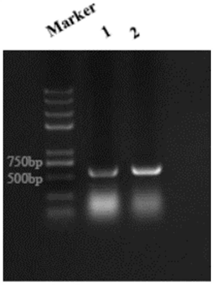 Heat-resistant polyester plastic degrading enzyme and application thereof