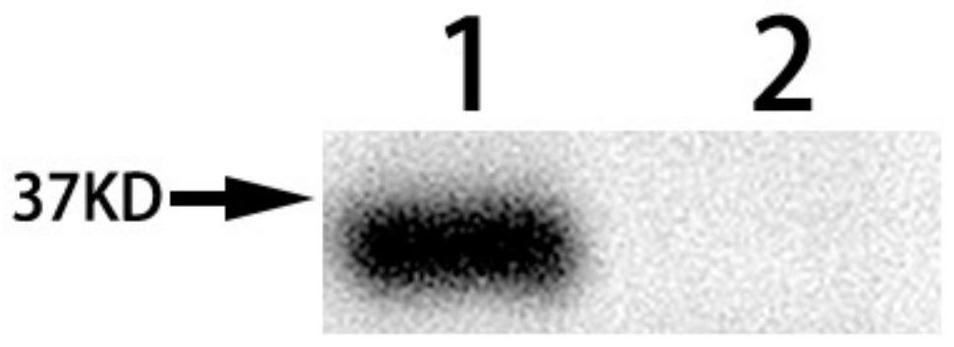 Novel coronavirus vaccine antigen presentation system of attenuated salmonella secretory expression NTD structural domain protein and application of novel coronavirus vaccine antigen presentation system