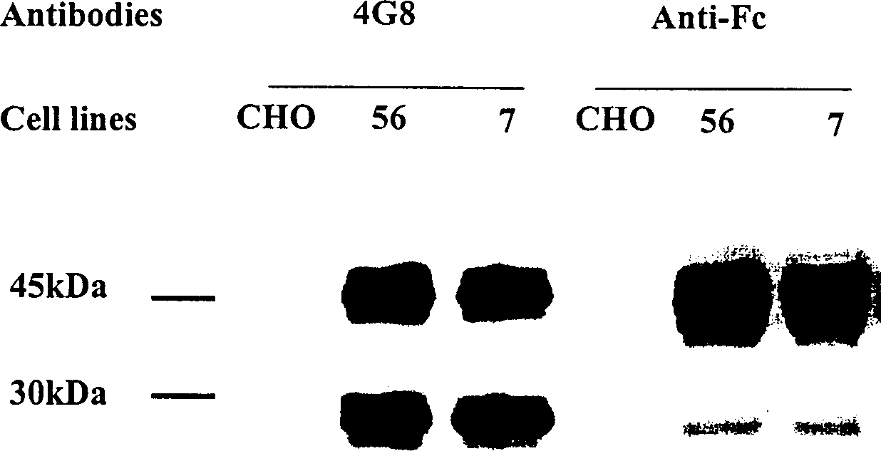 Human fusion antibody for reducing cerebral amyloid fibers associated with senile dementia