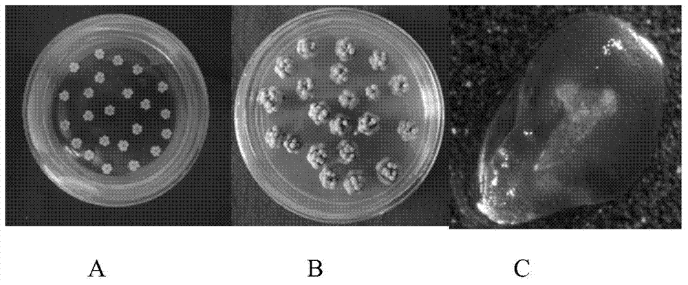 Isolated culture method of unfertilized ovary of lilium