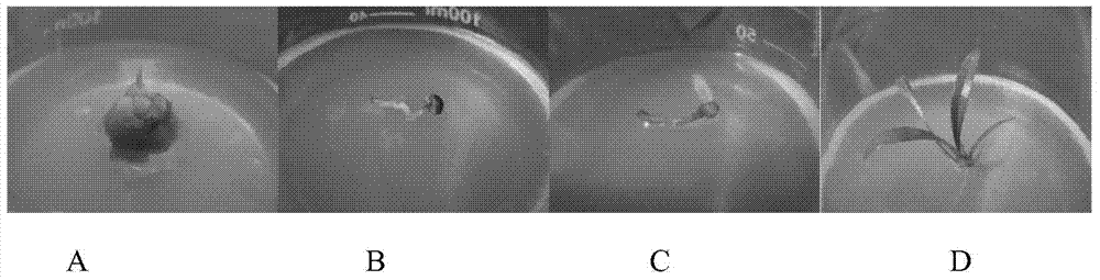 Isolated culture method of unfertilized ovary of lilium