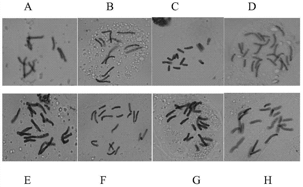 Isolated culture method of unfertilized ovary of lilium