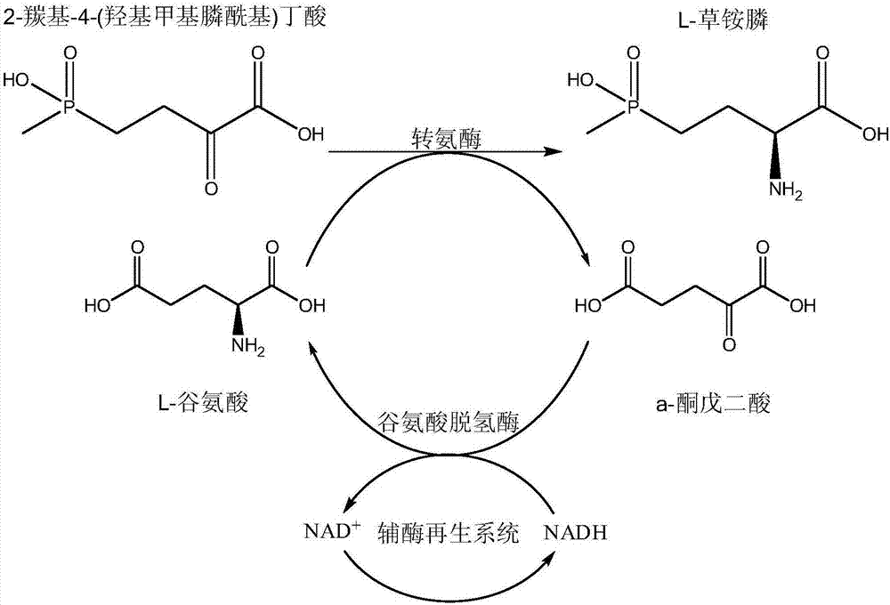 Production method of L-phosphinothricin