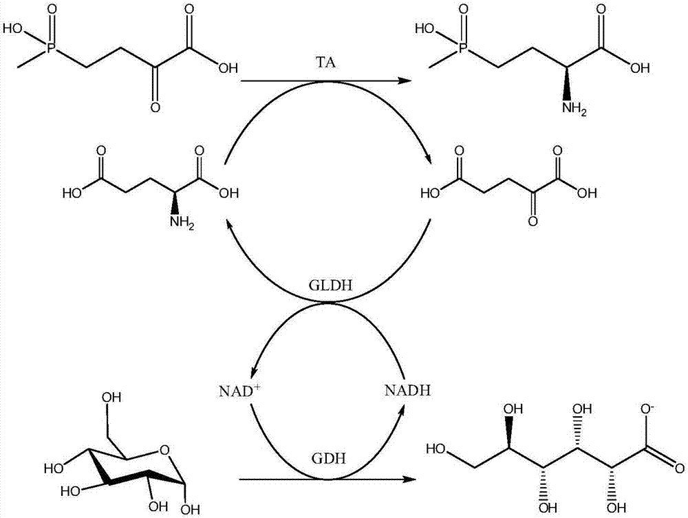 Production method of L-phosphinothricin