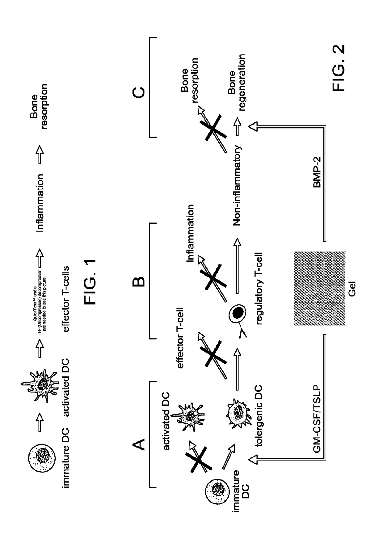 Immunoconjugates for programming or reprogramming of cells