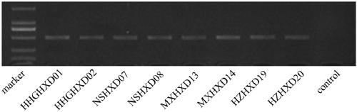 Method for identifying variety of glechoma longituba by utilizing ITS2 sequence