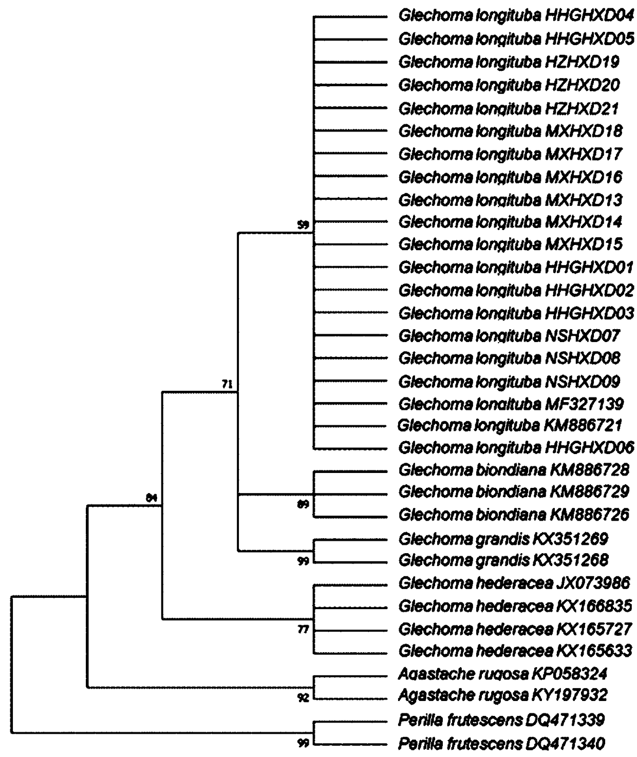 Method for identifying variety of glechoma longituba by utilizing ITS2 sequence