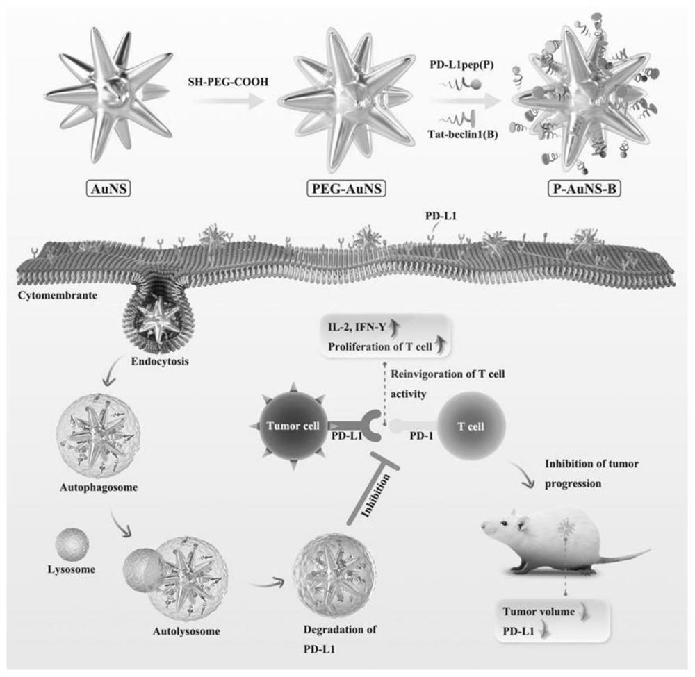 Gold nanostar for recognizing and degrading PD-L1 on surfaces of prostate cancer cells and preparation method and application of gold nanostar