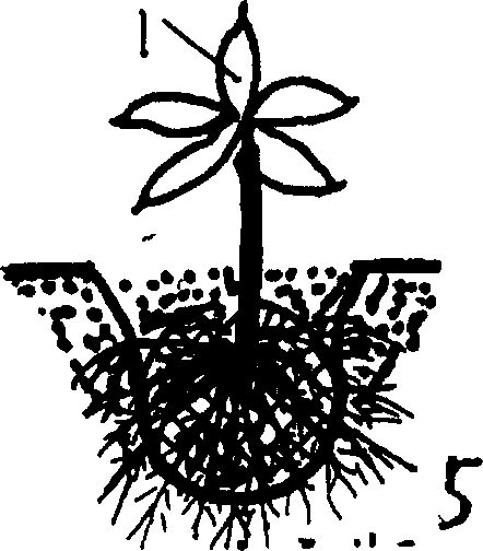 Method for cultivating plant in abnormal season