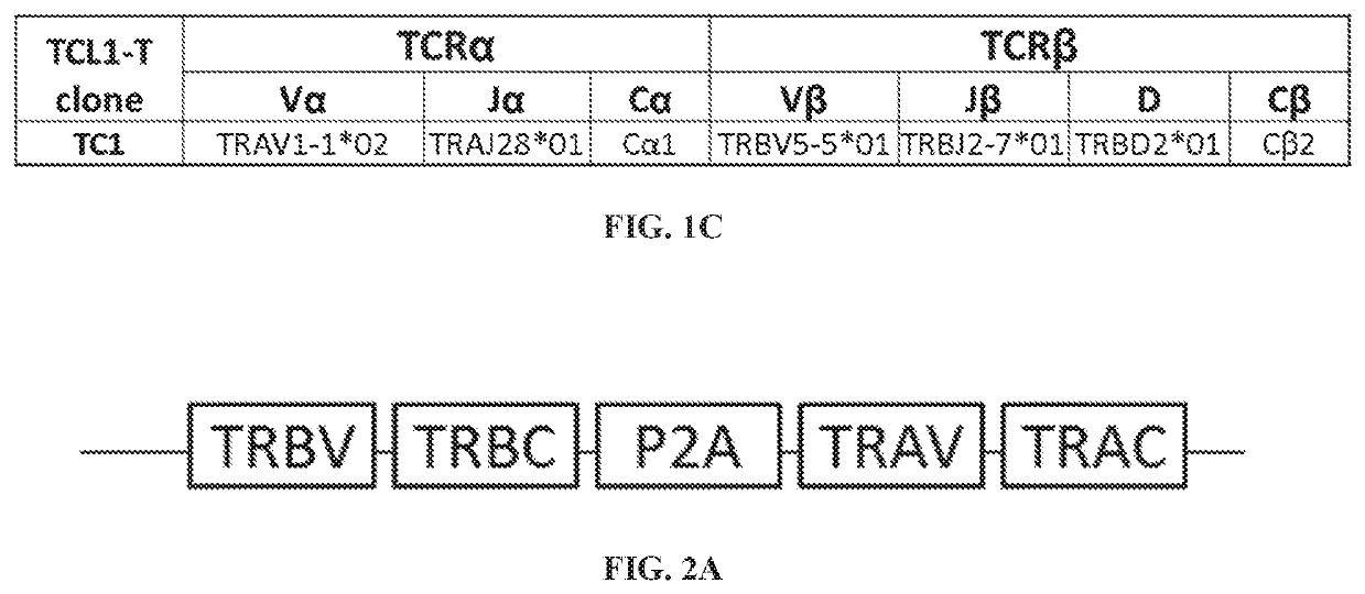 T cell receptors for immunotherapy