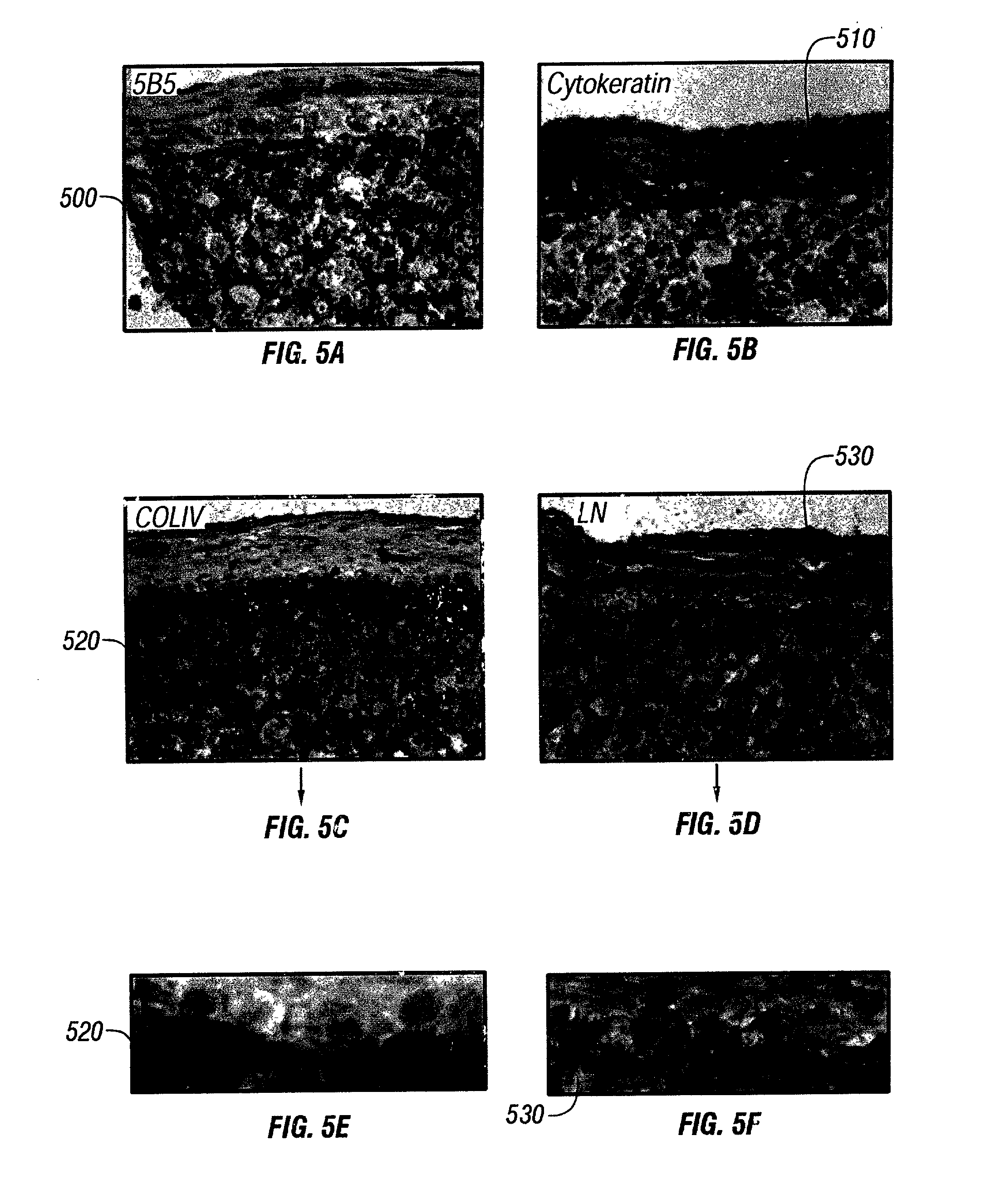 In vitro synthesis of a layered cell sorted tissue