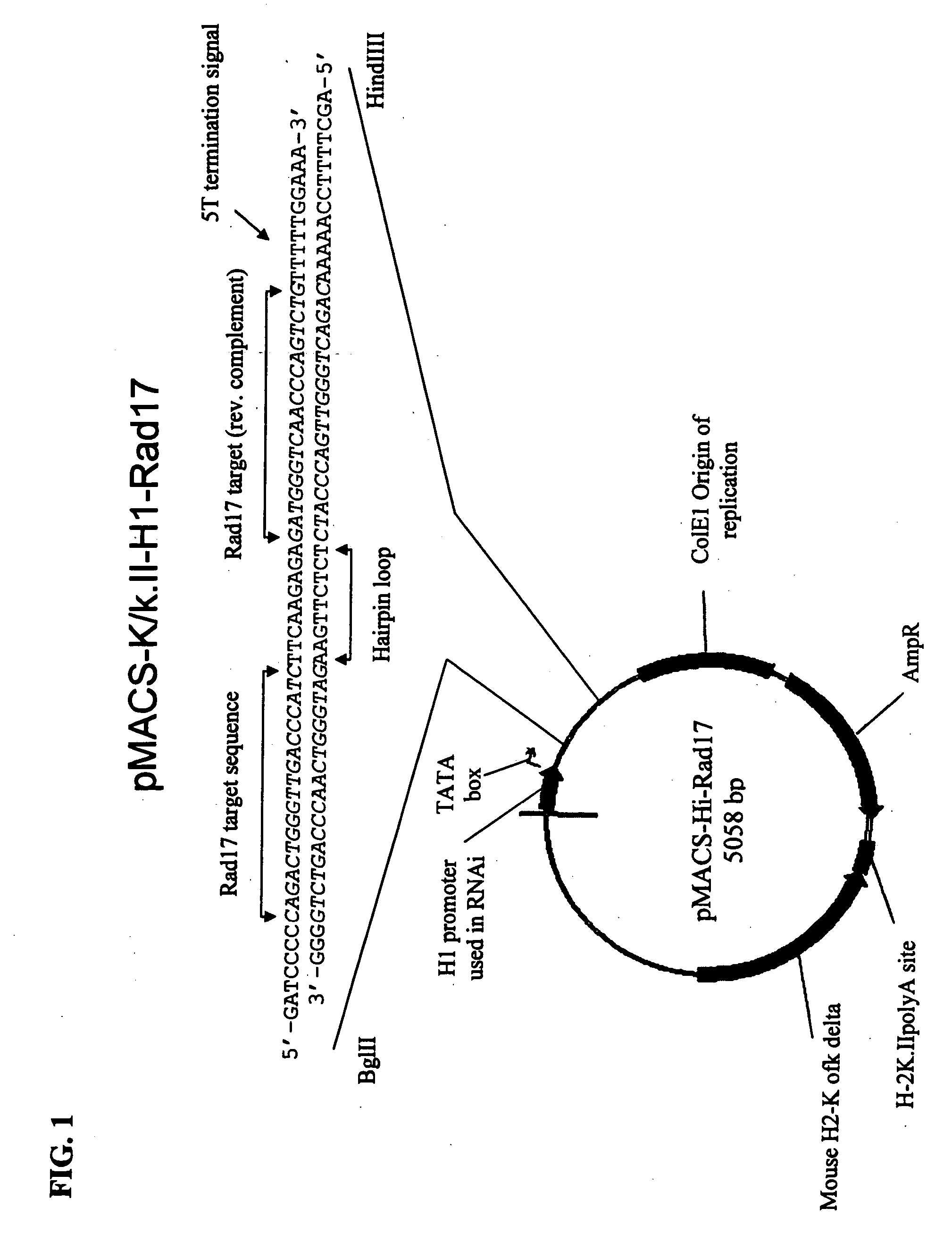 Method for obtaining an enriched population of siRNA-expressing cells