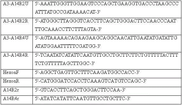 Application and preparation method of candidate strain of human type-3 adenovirus expressed human type-14 adenovirus neutralization epitope vaccine