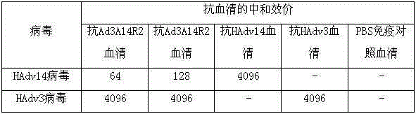 Application and preparation method of candidate strain of human type-3 adenovirus expressed human type-14 adenovirus neutralization epitope vaccine