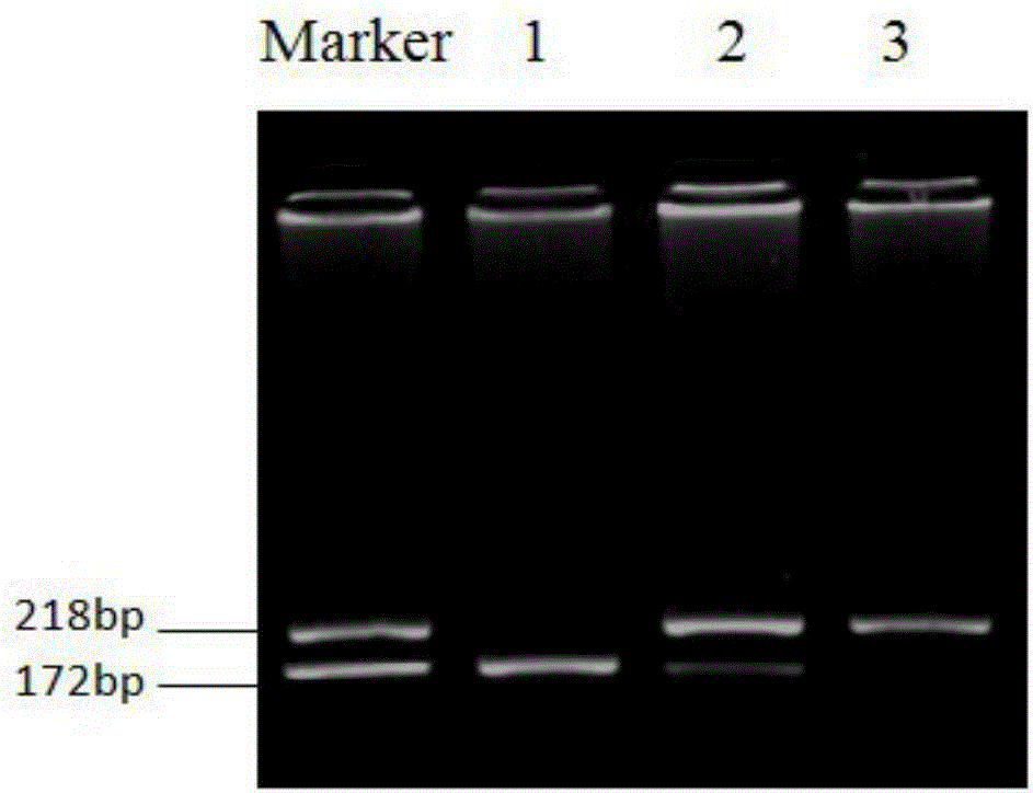 Method and kit used for determining human TERT gene rs2735940 site polymorphism