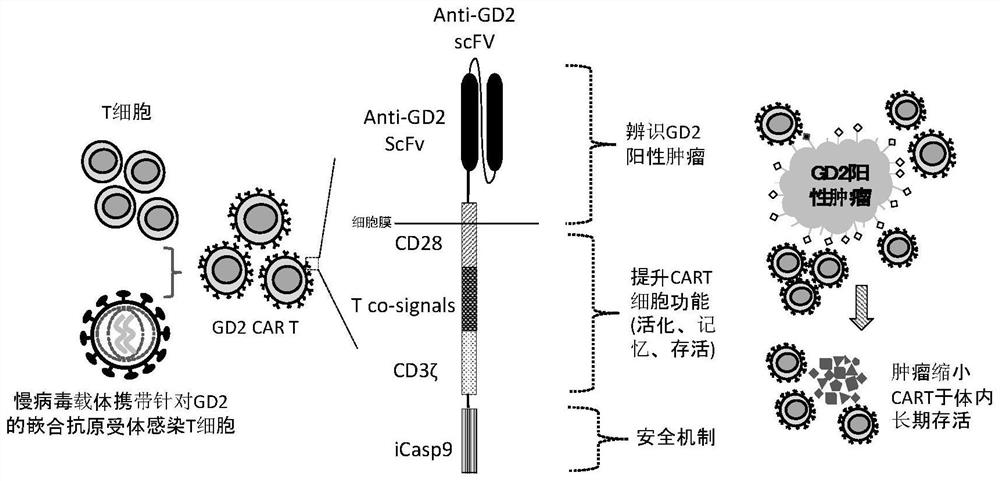 GD2 chimeric antigen receptor and application thereof