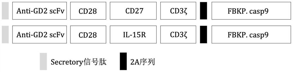 GD2 chimeric antigen receptor and application thereof