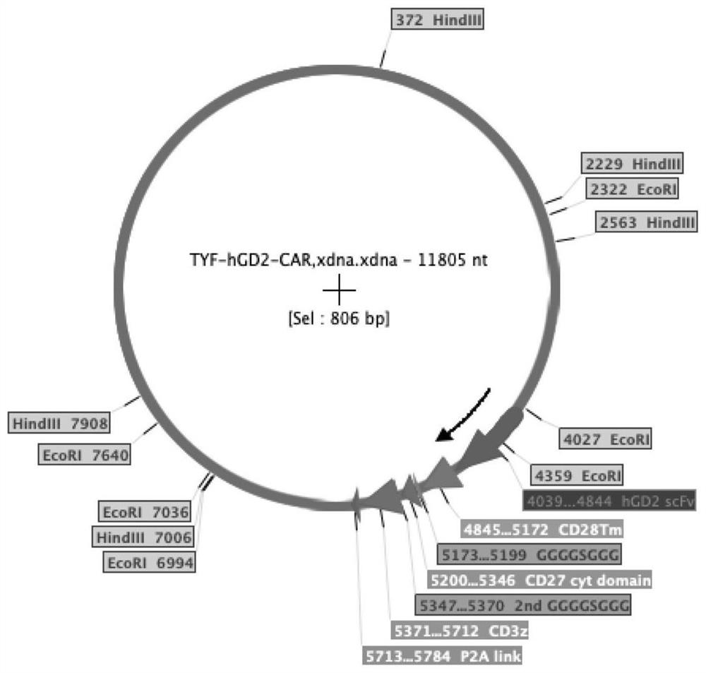 GD2 chimeric antigen receptor and application thereof