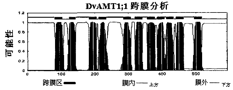 Ammonia transport protein gene, protein coded by same and application thereof