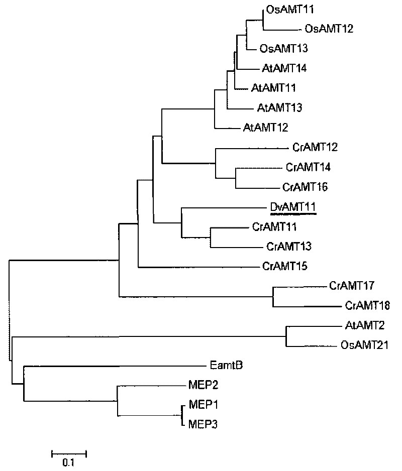 Ammonia transport protein gene, protein coded by same and application thereof