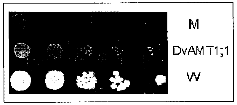 Ammonia transport protein gene, protein coded by same and application thereof