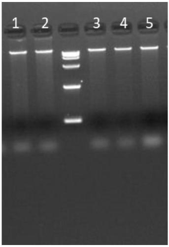 Extraction method of plant genome DNA rich in polysaccharides