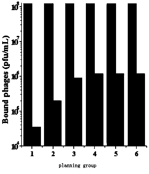 Stably expressed anti-interferon gamma genetically engineered single-chain antibody strain and application