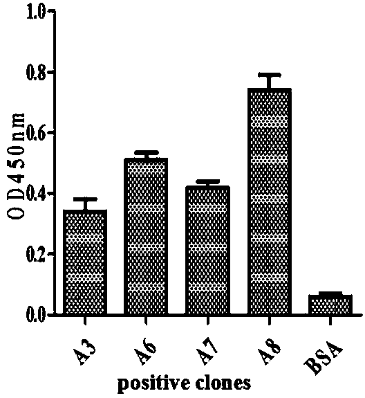 Stably expressed anti-interferon gamma genetically engineered single-chain antibody strain and application