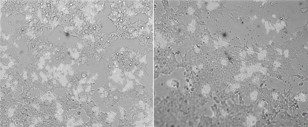 Virus carrier particles and construction method and application thereof