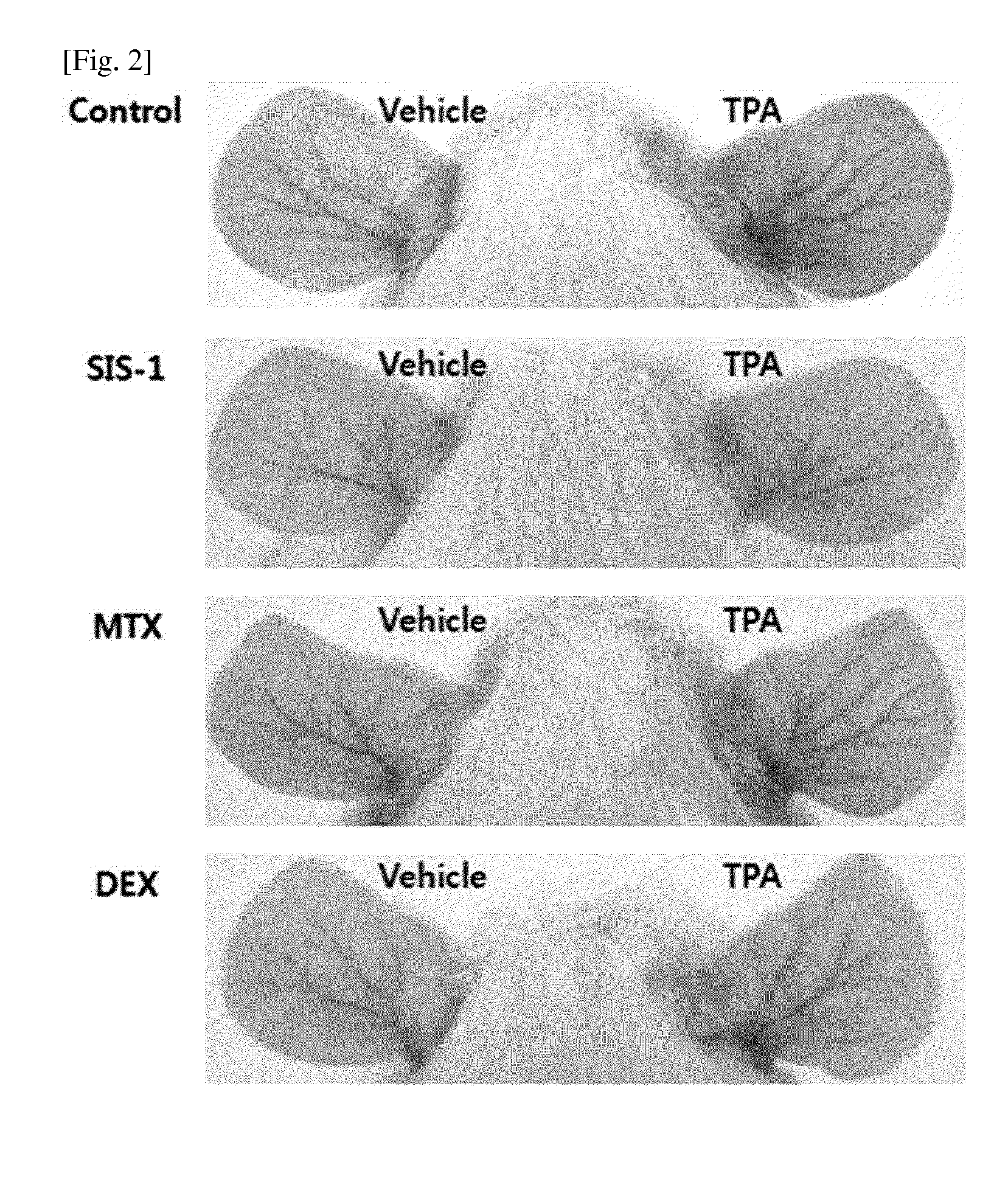 Novel peptides and use thereof