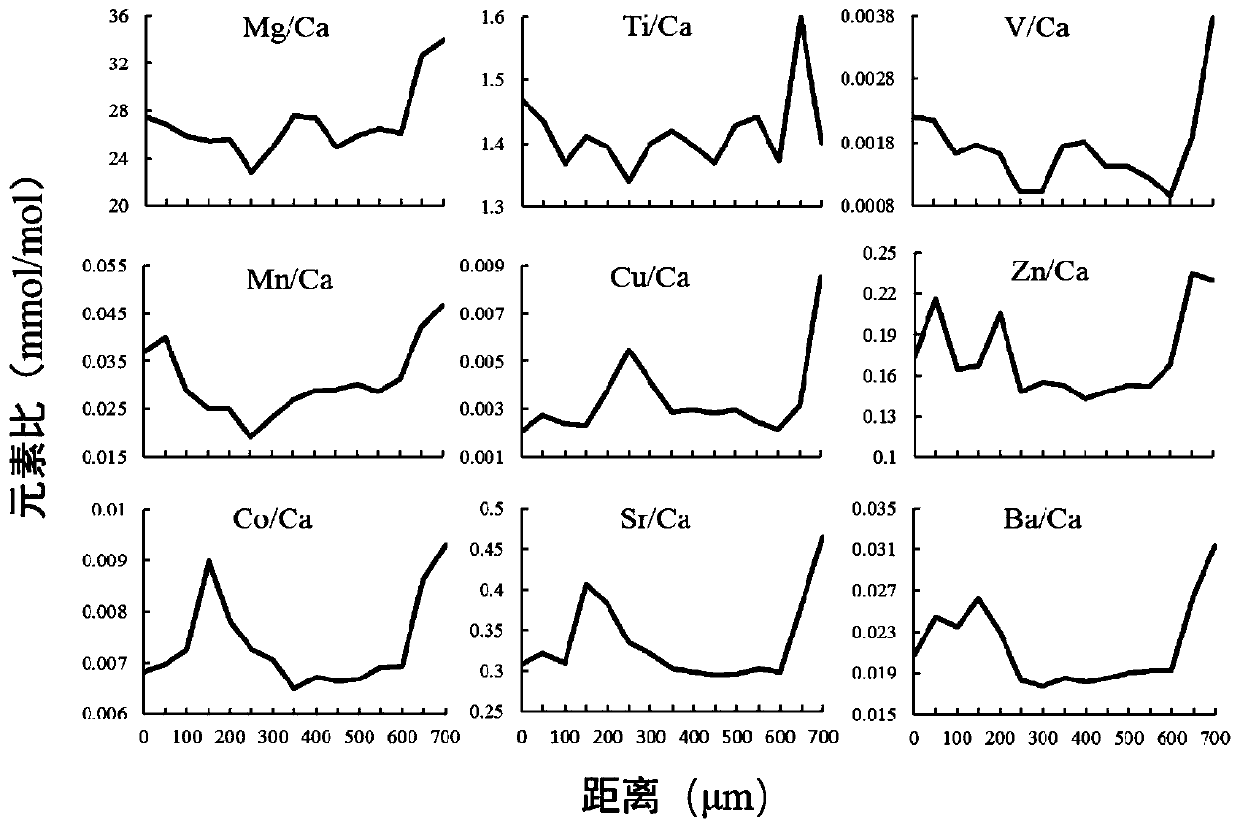 Pretreatment method of microchemical analysis of pectoral fin strip of Chinese sturgeon